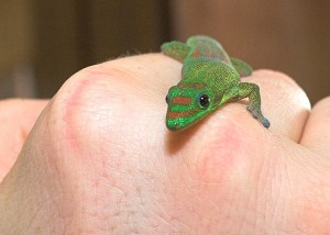 gecko